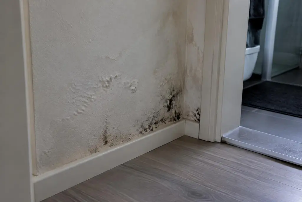 Lekdetectie Papendrecht – vochtplek met schimmel op een muur